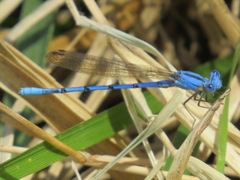 Argia agrioides