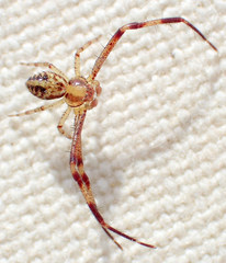 Mecaphesa sierrensis