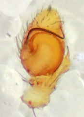 Mecaphesa sierrensis