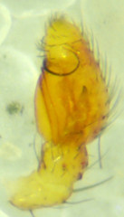 Mecaphesa sierrensis
