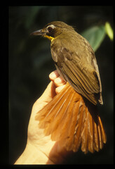 Bleda syndactylus