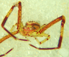 Mecaphesa sierrensis
