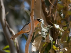 Schistochlamys ruficapillus