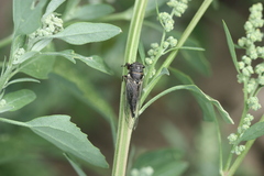 Platypedia areolata