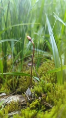 Galeropsis polytrichoides