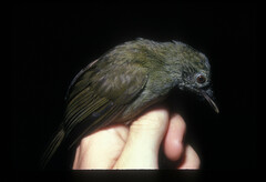 Phyllastrephus hypochloris