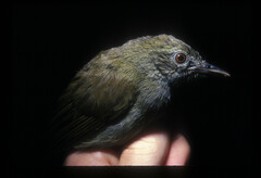 Phyllastrephus hypochloris