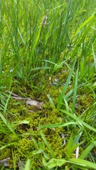 Galeropsis polytrichoides