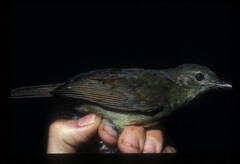 Phyllastrephus cabanisi