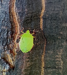 Chlorocoris distinctus