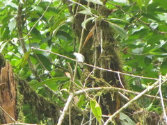 Chlorostilbon assimilis