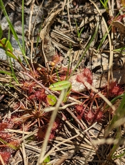 Drosera intermedia