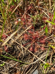 Drosera intermedia