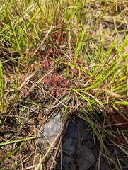 Drosera intermedia