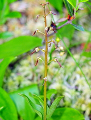Neottia bifolia