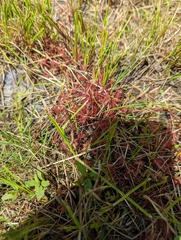 Drosera intermedia