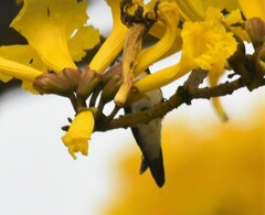 Chaetocercus mulsant