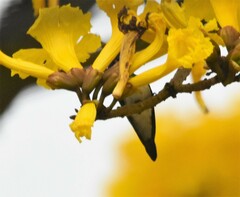 Chaetocercus mulsant