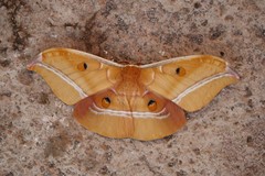 Antheraea