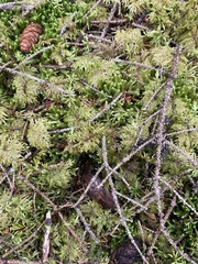 Hylocomium splendens image
