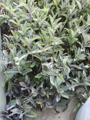 Tradescantia pallida