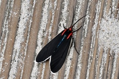 Ctenucha rubroscapus