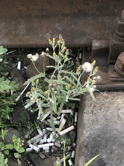 Senecio dubitabilis