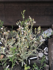 Senecio dubitabilis