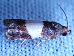 Epiblema tripartitana