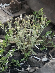Senecio dubitabilis