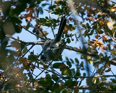 Herpsilochmus atricapillus