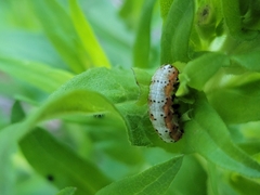 Pyrrhia exprimens