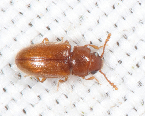 Cryptophilus integer, 2022-07-16