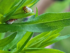 Pyrrhia exprimens