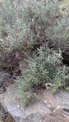 Olearia ramulosa