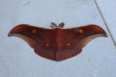 Antheraea youngi