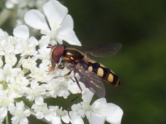 Epistrophella emarginata