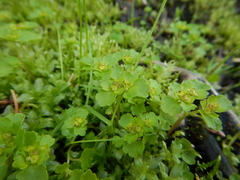 Chrysosplenium tetrandrum