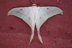 Actias selene