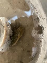 Minuca longisignalis