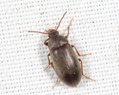 Isomira pulla