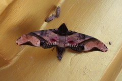 Amplypterus panopus