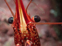 Rhynchocinetes typus