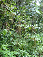 Myriocarpa