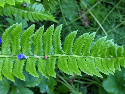 papraďovec kopijovitý (Polystichum lonchitis)
