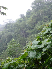 Pseudastur occidentalis