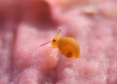 Sminthurinus henshawi