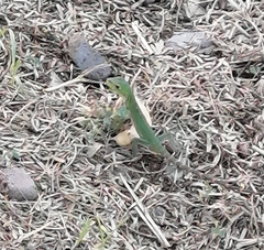 Ctenosaura macrolopha