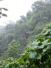 Pseudastur occidentalis