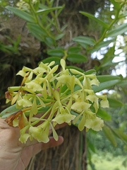 Epidendrum melistagum